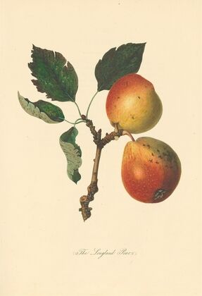 Longland Pears (1811)