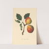 Longland Pears (1811) by Thomas Andrew Knight