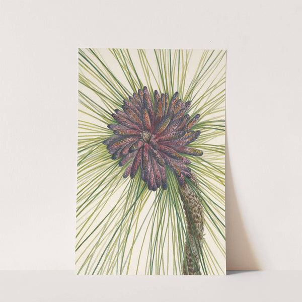 Longleaf Pine. Pinus palustris (1925) by Mary Vaux Walcott