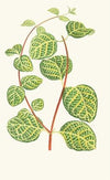 Lonicera Brachypoda