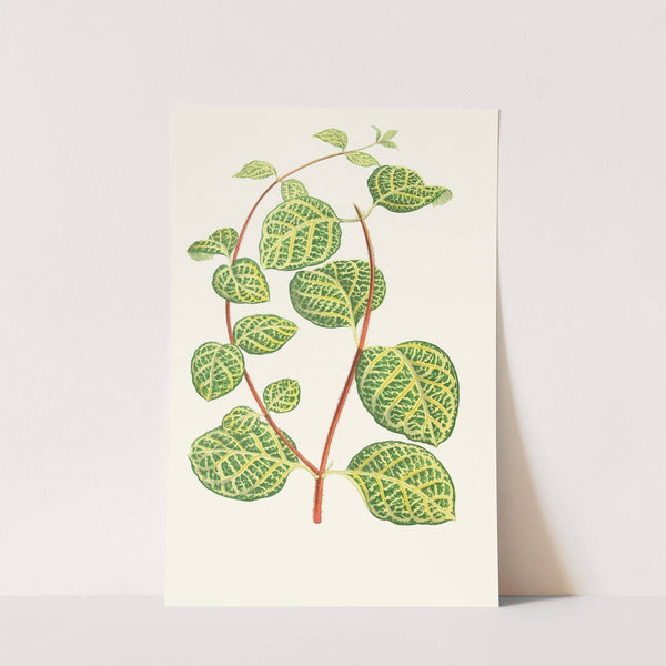 Lonicera Brachypoda by Edward Joseph Lowe