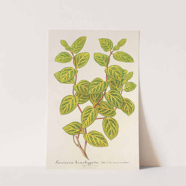 Lonicera brachypoda, var. fol. aureo-variegatis by Charles Antoine Lemaire