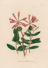 Lonicera sempervirens (1818-1824)