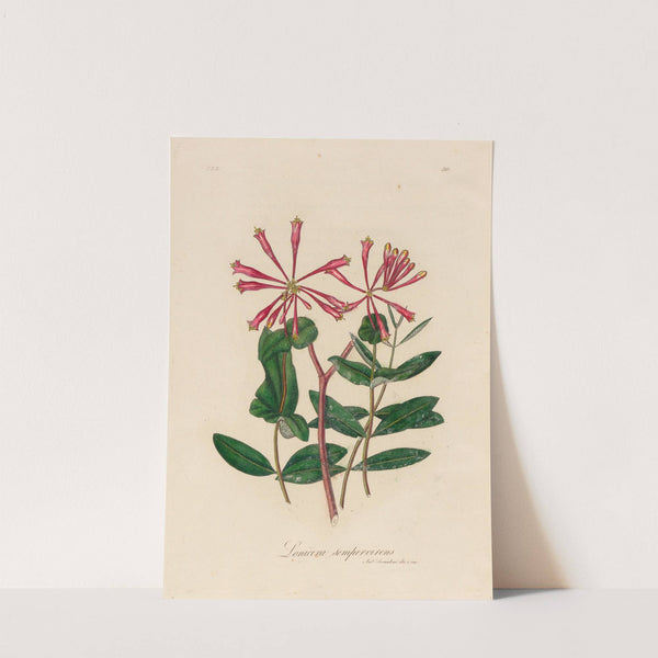 Lonicera sempervirens (1818-1824) by Gaetano Savi