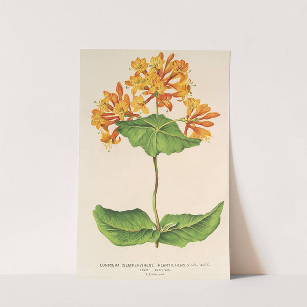 Lonicera (sempervirens) Plantie-rensis by Charles Antoine Lemaire
