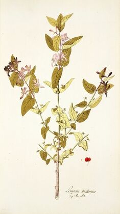 Lonicera tartarica