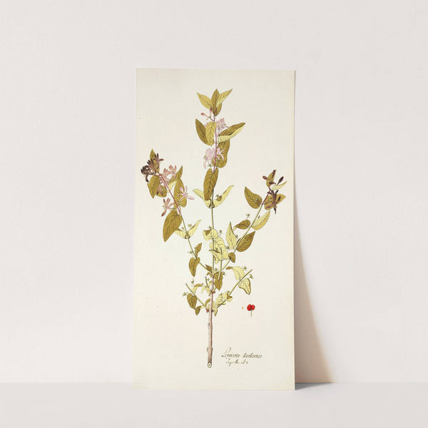 Lonicera tartarica by Nikolaus Joseph Freiherr von Jacquin