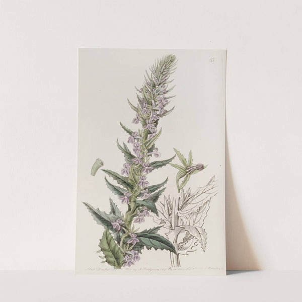 Loop-holed Lobelia by Sydenham Edwards