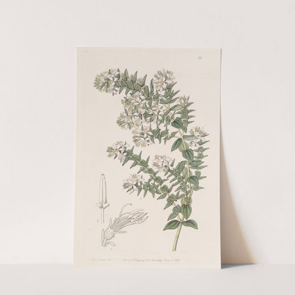 Loose-barked Marcetia by Sydenham Edwards
