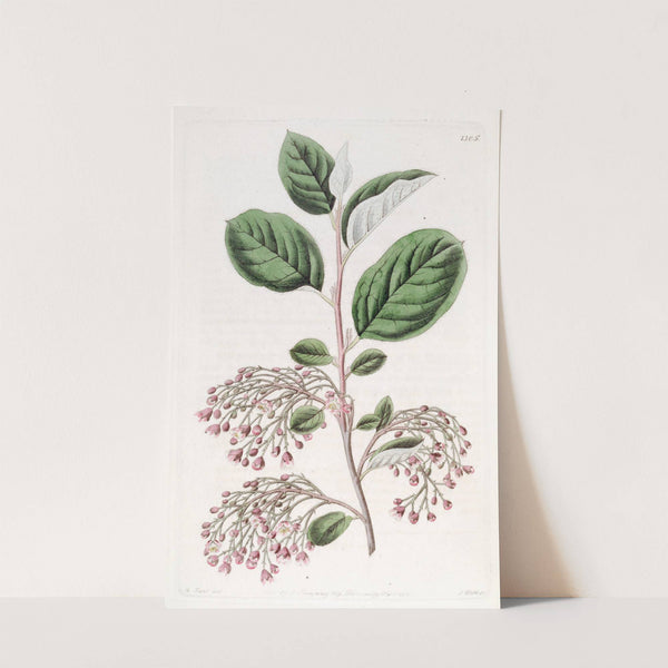Loose-clustered Cotoneaster by Sydenham Edwards