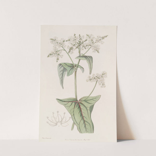 Loose-flowered Buckwheat by Sydenham Edwards
