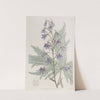 Loose-flowered Larkspur by Sydenham Edwards