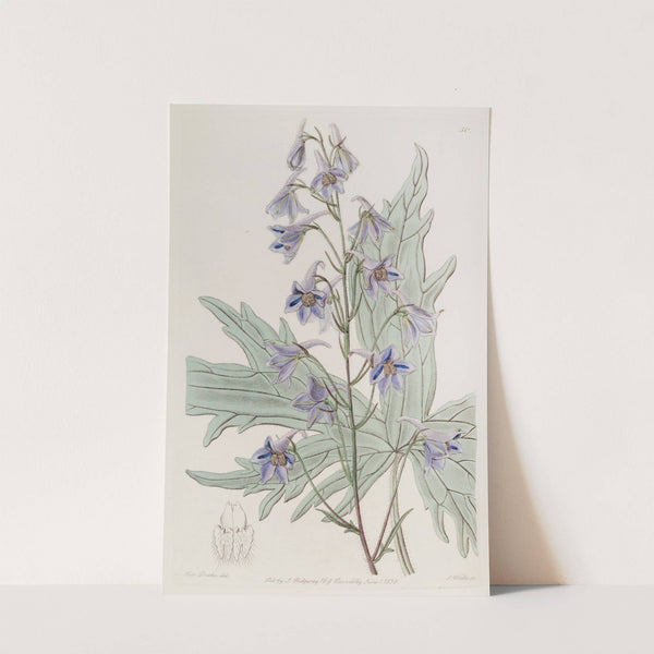 Loose-flowered Larkspur by Sydenham Edwards