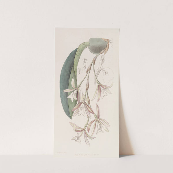 Loose-flowered Pilumna by Sydenham Edwards