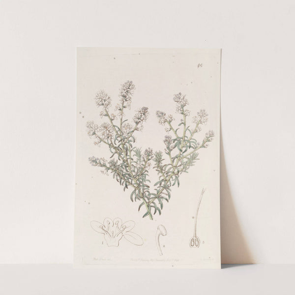Loose-flowered Selago by Sydenham Edwards