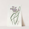 Loose-flowering Triteleia by Sydenham Edwards