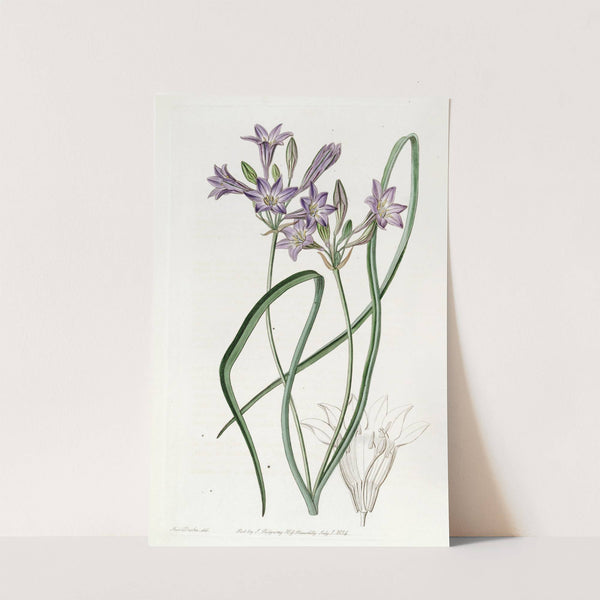 Loose-flowering Triteleia by Sydenham Edwards
