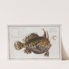 Lophius Histrio, The American Toad-Fish. by Marcus Elieser Bloch