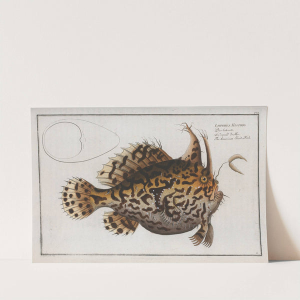 Lophius Histrio, The American Toad-Fish. by Marcus Elieser Bloch