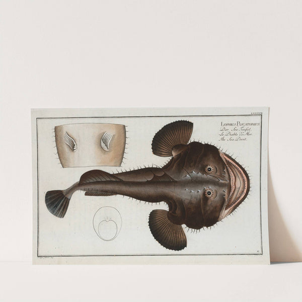 Lophius Piscatorius, The Sea Devil. by Marcus Elieser Bloch