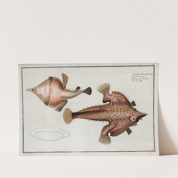 Lophius Vespertilio, The Sea Bat. by Marcus Elieser Bloch