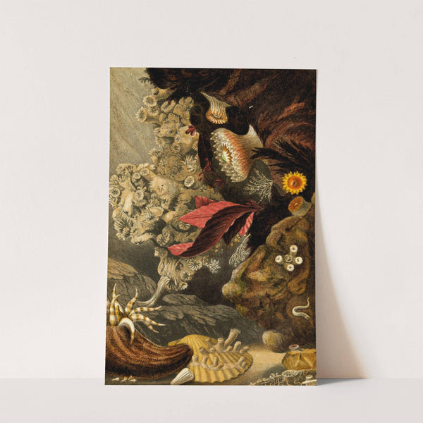 Lophohelia prolifera, Peachia triphylla, Sphenotrochus Wrightii, S. Macandrewanus by Philip Henry Gosse