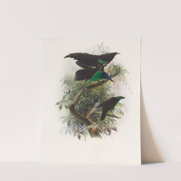 Lophorina atra by Daniel Giraud Elliot