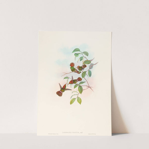 Lophornas reginae (Spangled Coquette) by John Gould