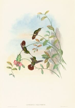 Lophornis chalybeus (Festive Coquette) — size preview