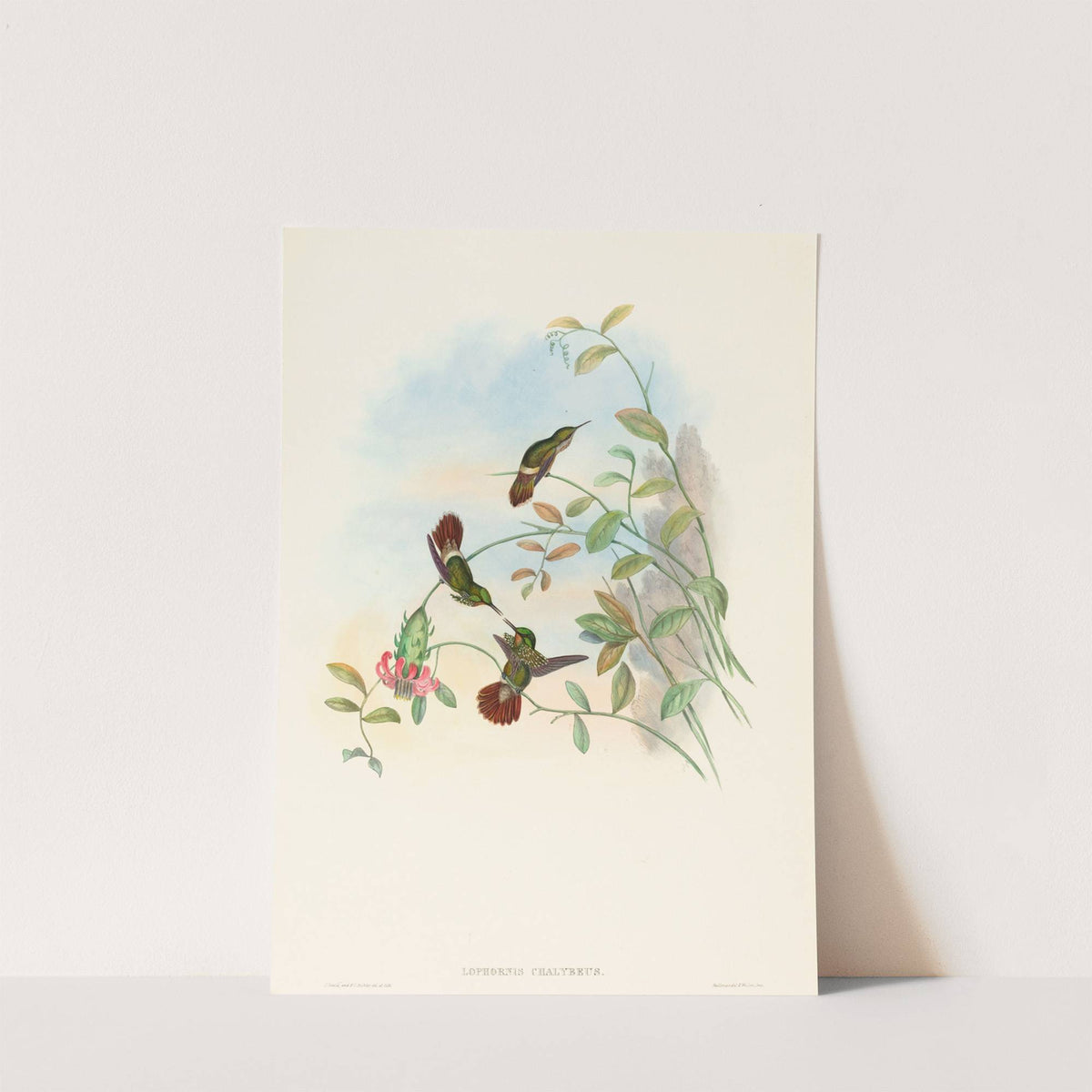 Lophornis chalybeus (Festive Coquette) by John Gould