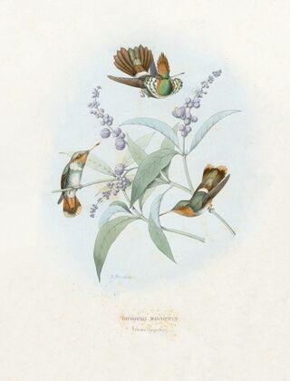Lophornis Magnificus (1874-1877)