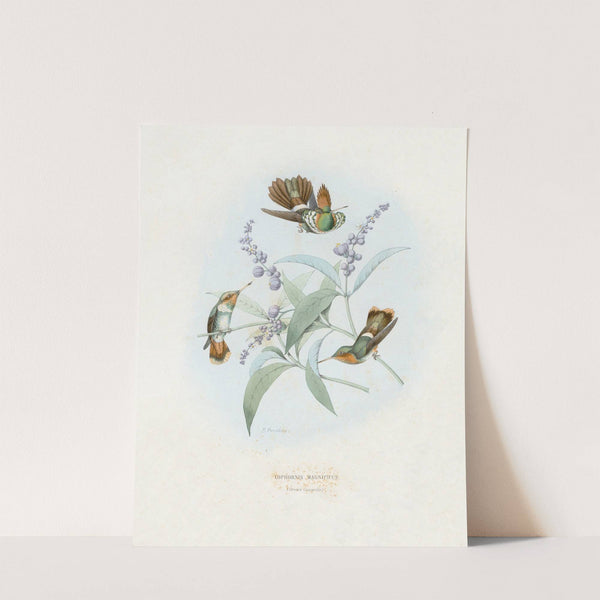 Lophornis Magnificus (1874-1877) by Paul Eugène Mesplès