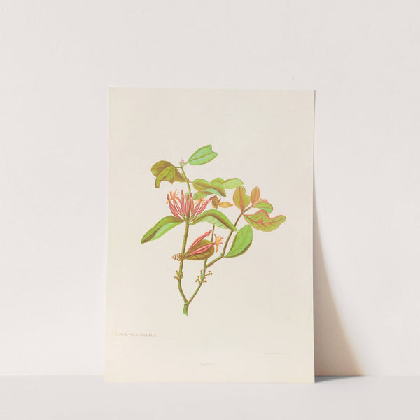 Loranthus Adamsii by Georgina Burne Hetley