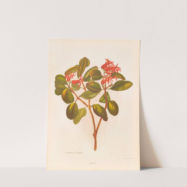 Loranthus Colensoi by Georgina Burne Hetley