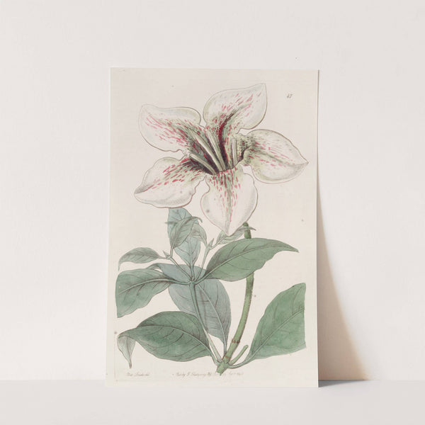 Lord Derby's Gardenia by Sydenham Edwards