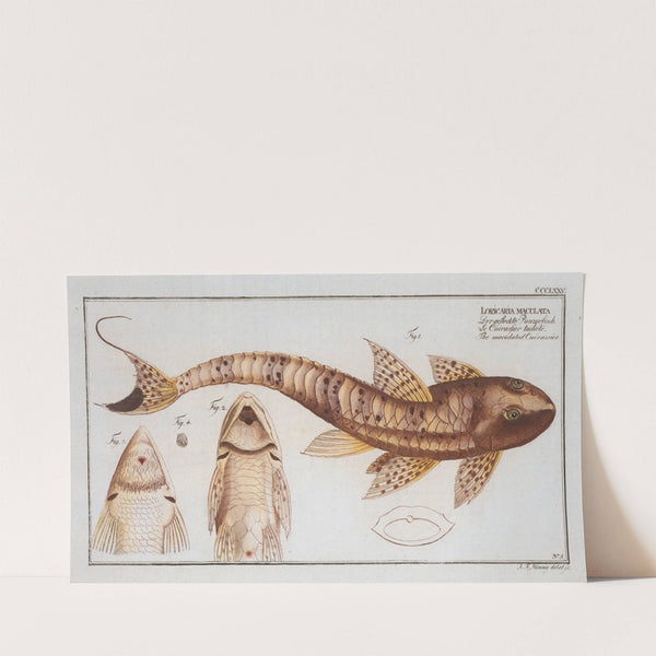 Loricaria maculata, The maculated Cuirassier. (1785-1797) by Marcus Elieser Bloch