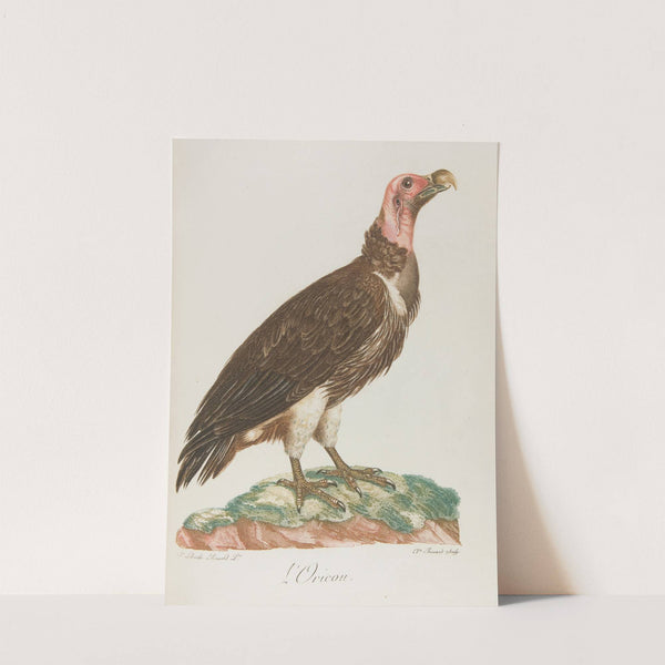 L’Oricou (18th century) by François Levaillant