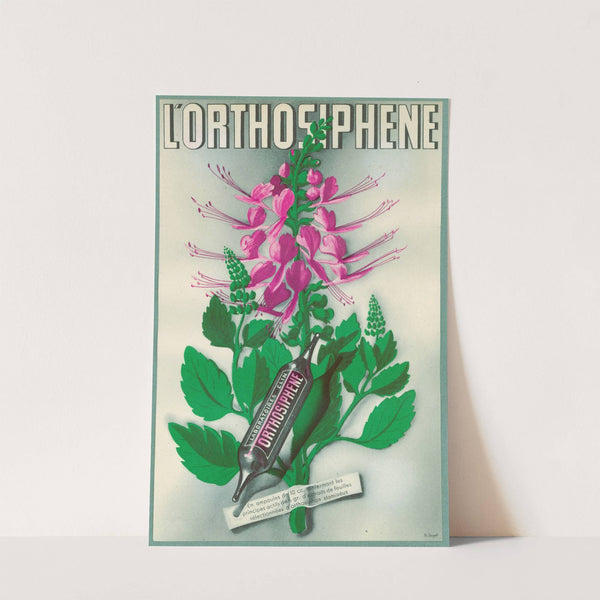 L’Orthosiphene (1910-1950) by A. Engel