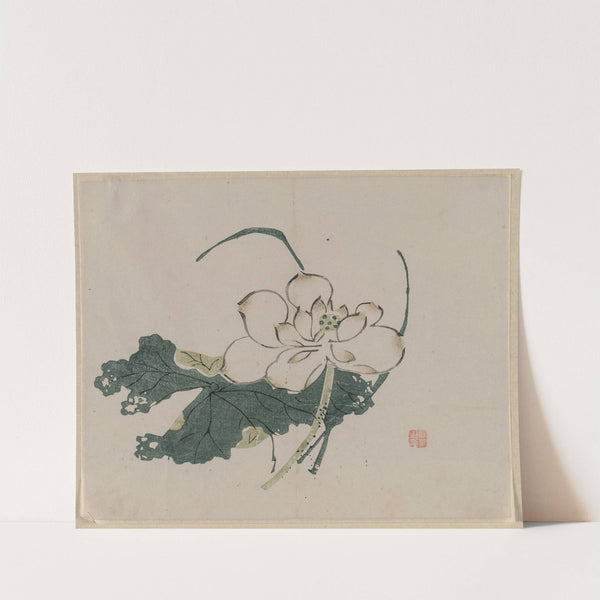 Lotus Blossom by Anonymous