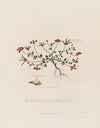 Lotus Corniculatus ; or Common Bird’s-fot Clover (1799–1810)