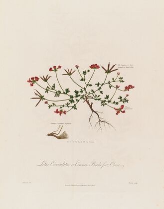 Lotus Corniculatus ; or Common Bird’s-fot Clover (1799–1810)
