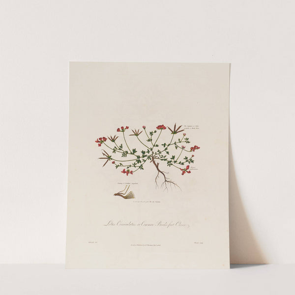 Lotus Corniculatus ; or Common Bird’s-fot Clover (1799–1810) by Robert John Thornton