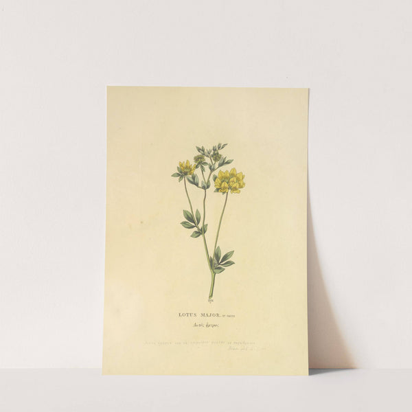 Lotus Major (1813) by Richard Duppa