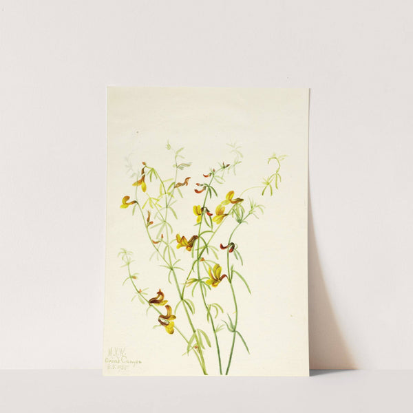 Lotus puberulus (1935) by Mary Vaux Walcott