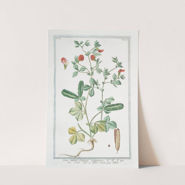 Lotus rubra, siliqua angulosa - Loto, con il fiore rosso - Lotier. (Indian red water lily) by Giorgio Bonelli