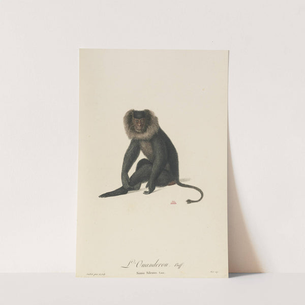 L’Ouanderou by Jean-Baptiste Audebert