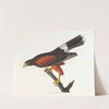 Louisiana hawk by John James Audubon