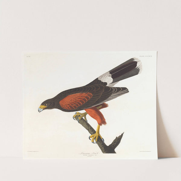 Louisiana hawk by John James Audubon