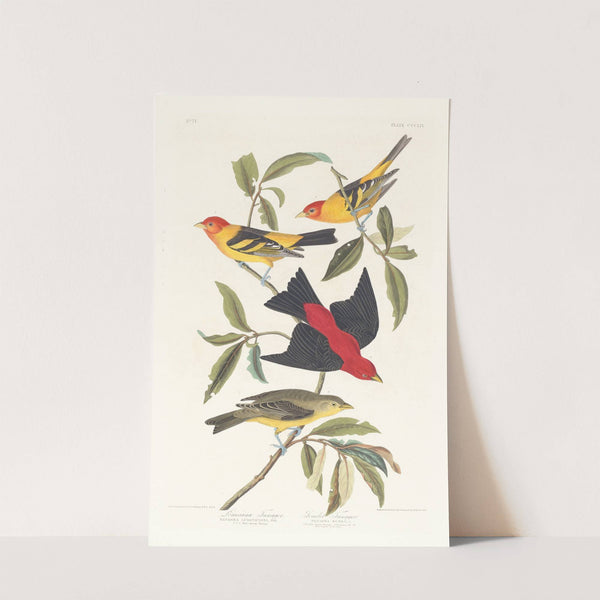 Louisiana tanager. Scarlet tanager by John James Audubon