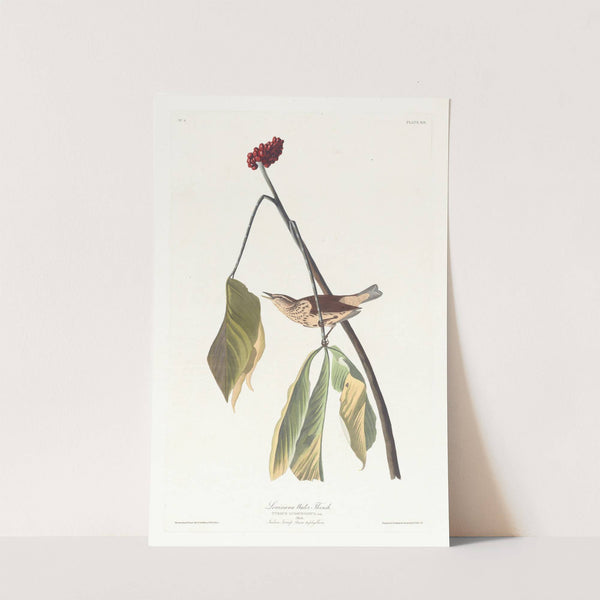 Louisiana water thrush by John James Audubon